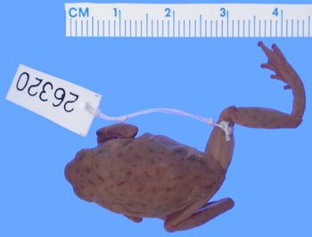 Media type: image; Herpetology A-26320